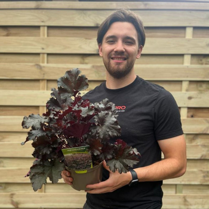 Heuchera 'Dark Secret' 2L