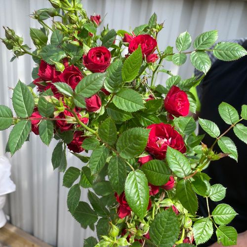 Patio Standard Rose 'Red' 70-80cm