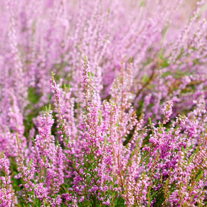 Calluna Heather Pink (9cm Pot)