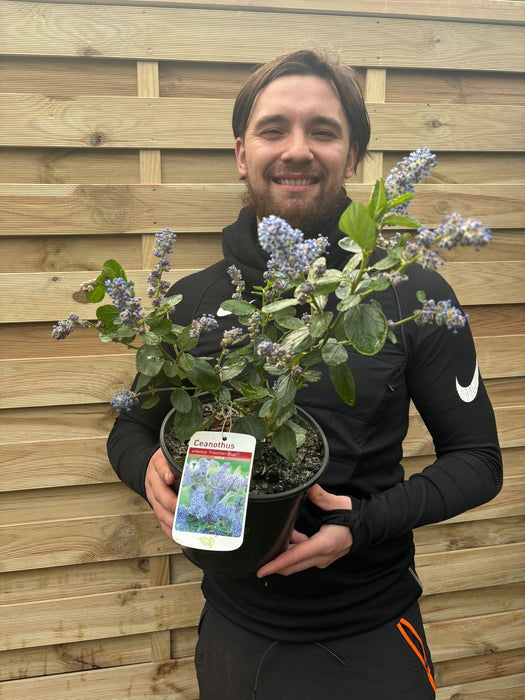 Ceanothus 'Trewithen Blue' (Californian Lilac) 3L