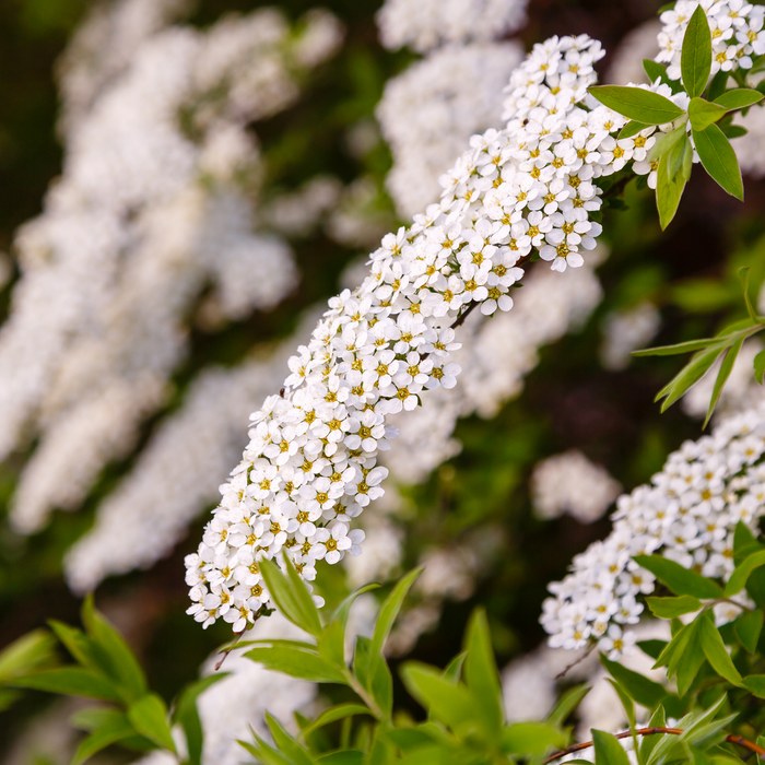 Spiraea japonica 'Snowmound' 1L