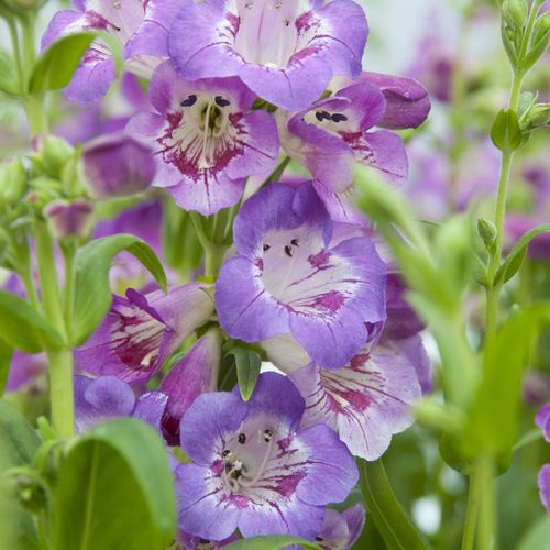 https://images.avasam.com/?url=https://avasamnew.s3.amazonaws.com/product/GB010245/S0671557141/main.png&w=500