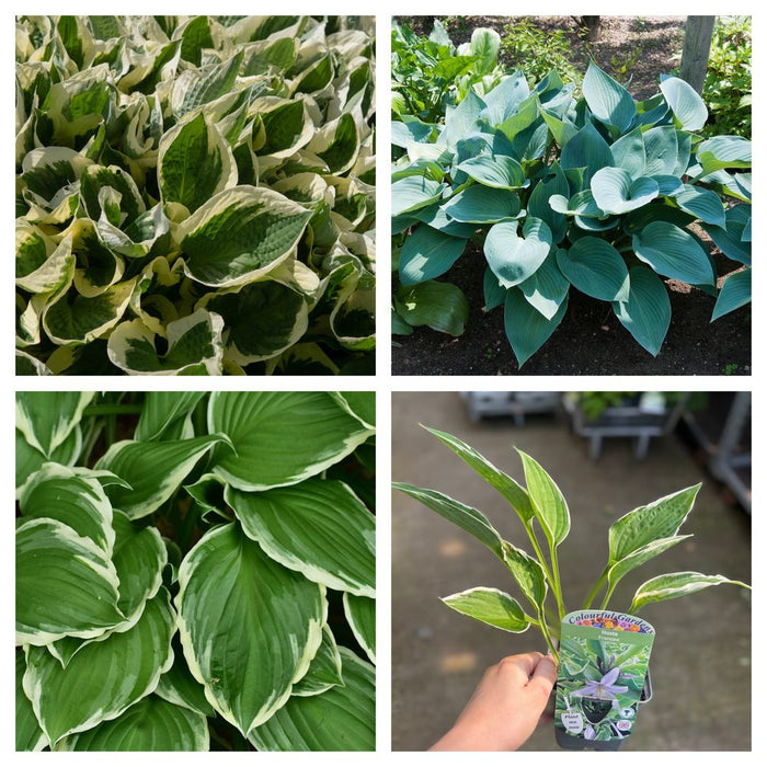 Mix of 3 x Hostas 9cm in 9cm growers pots