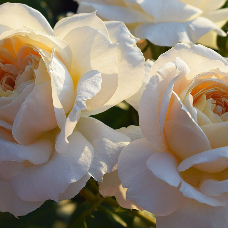 Rose Champagne Moments | Floribunda | 4L Potted Rose