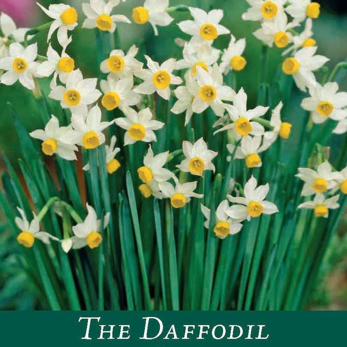 Dwarf Daffodil Canaliculatus (6 Bulbs)