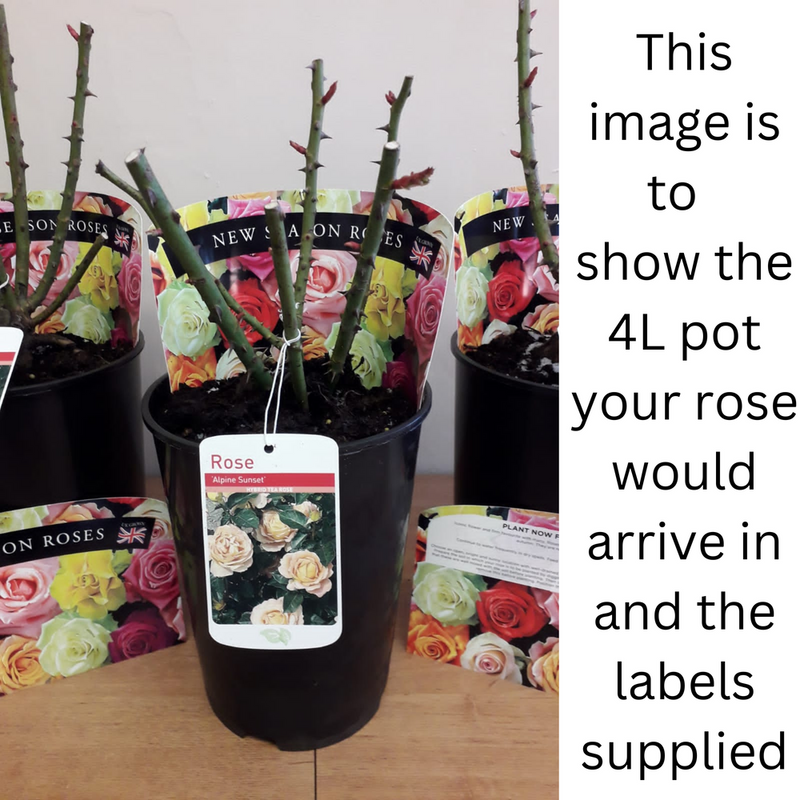 Rose Super Trouper | Floribunda Rose | 4L Potted Rose