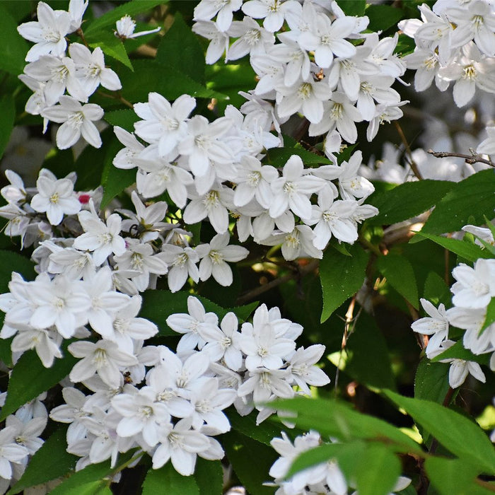 Deutzia gracilis 1L