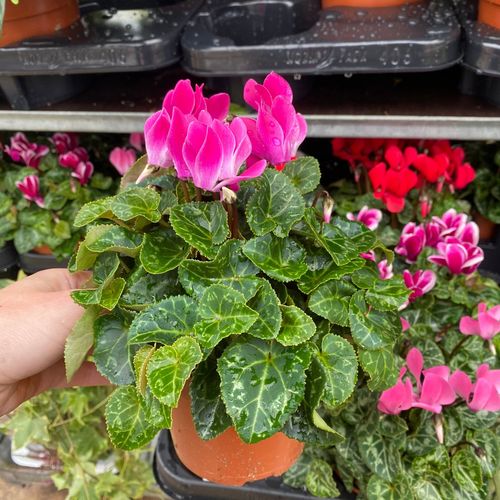 Cyclamen Mix of 3 Plants (3 x 10cm Pots)
