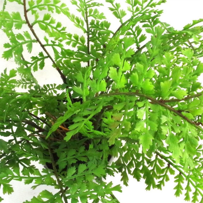 Realistic 30cm Artificial Fern Plant - High-Quality, Wired Stems - Perfect for Any Space