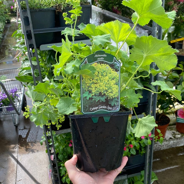 Alchemilla mollis 2L