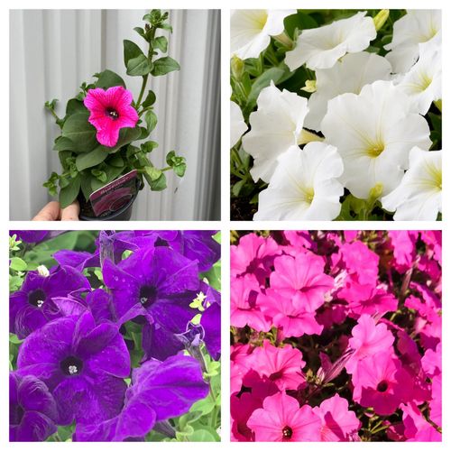 https://images.avasam.com/?w=500&url=https://avasamnew.s3.amazonaws.com/product/GB010245/S0671557113/main.png