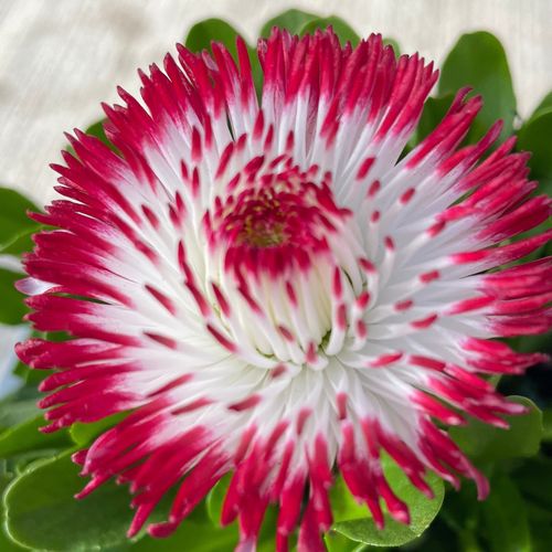 https://images.avasam.com/?url=https://avasamnew.s3.amazonaws.com/live//Bellis.jpg&w=500