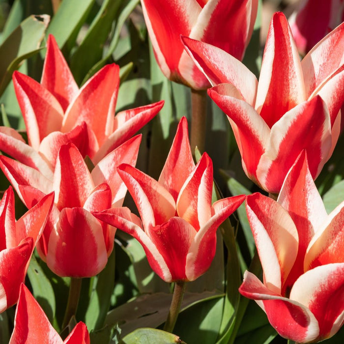 Dwarf Tulip 'Pinocchio' (6 Bulbs)