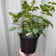 https://images.avasam.com/?url=https://avasamnew.s3.amazonaws.com/product/GB010245/S0671651937/3.png&w=500