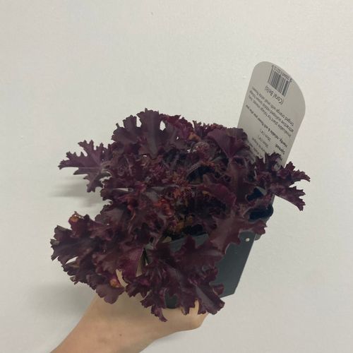 Heuchera 'Melting Fire' 9cm