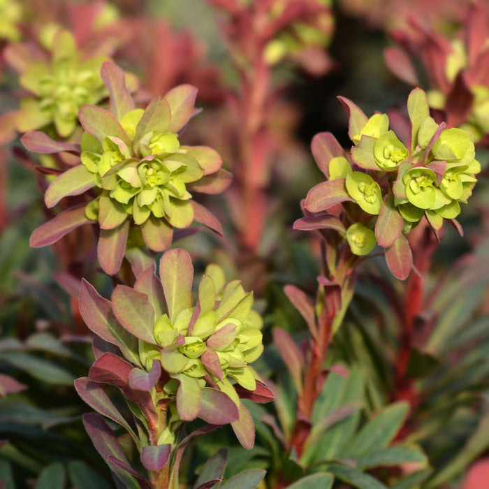 Euphorbia 'purpurea' 2L