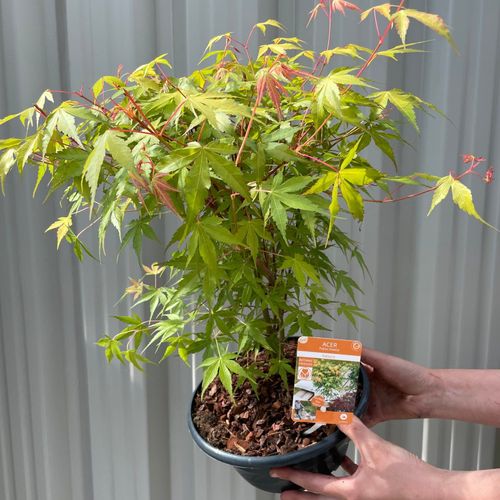 Acer palmatum 'Katsura' 3L