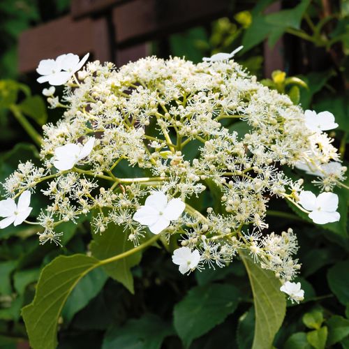 Climbing Hydrangea - Hydrangea petiolaris
