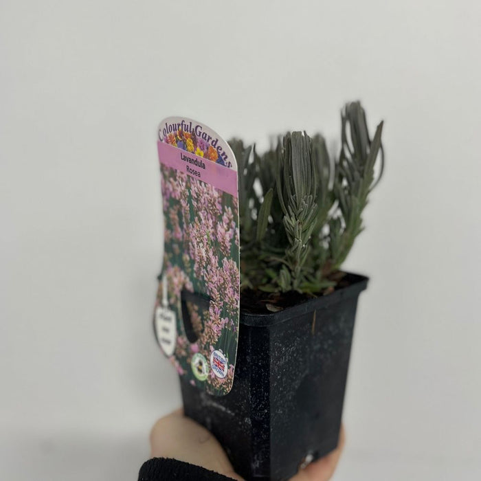 Lavender angustifolia rosea (pink) 9cm