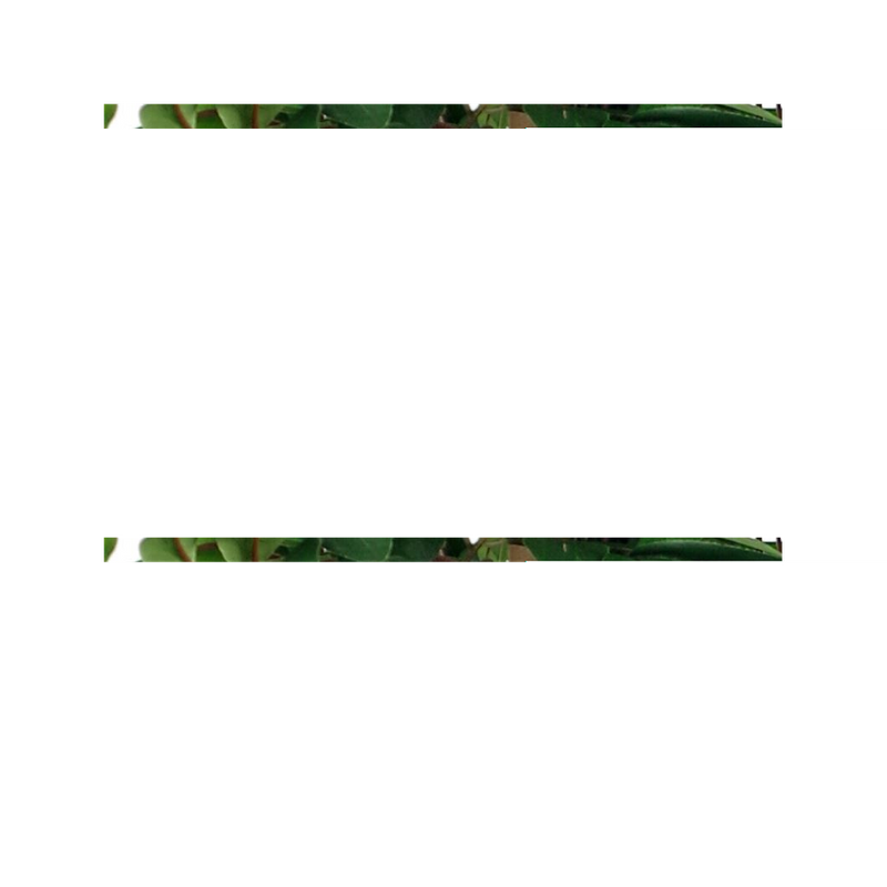 90cm Luxury Artificial Ficus Tree | Smilax Sarsaparilla | Premium Quality