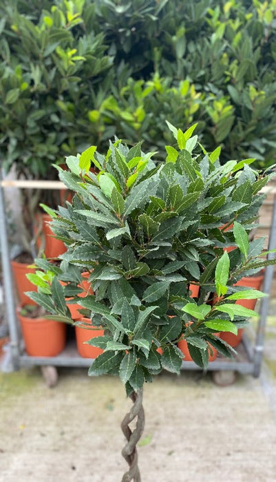 5ft Double Spiral Stem Standard Bay Tree | Laurus nobilis | 130-150cm