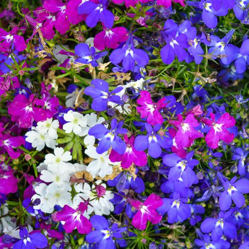 https://images.avasam.com/?url=https://avasamnew.s3.amazonaws.com/live//Shutterstock_1648683922_1.jpg&w=500