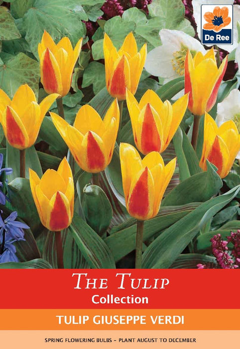 Tulip 'Giuseppe Verdi' (7 Bulbs)