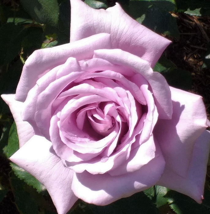 Twice in a Blue Moon Rose | Hybrid Tea | 4L Potted Rose