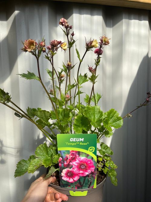 Geum - Tempo Rose 2L