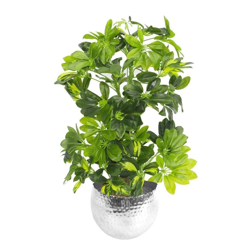 Realistic 75cm Artificial Arboricola Gold Capella Plant - Silver Metal Planter