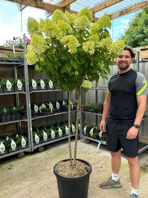 Hydrangea paniculata 'LimeLight’ Multistem Tree 45L 170cm