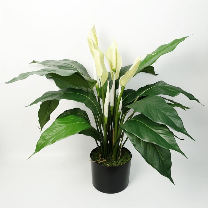 Realistic Artificial Peace Lily - White Spathiphyllum