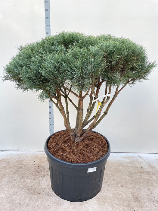 Pinus sylvestris Watereri Umbrella 180cm incl. 230L growers pot