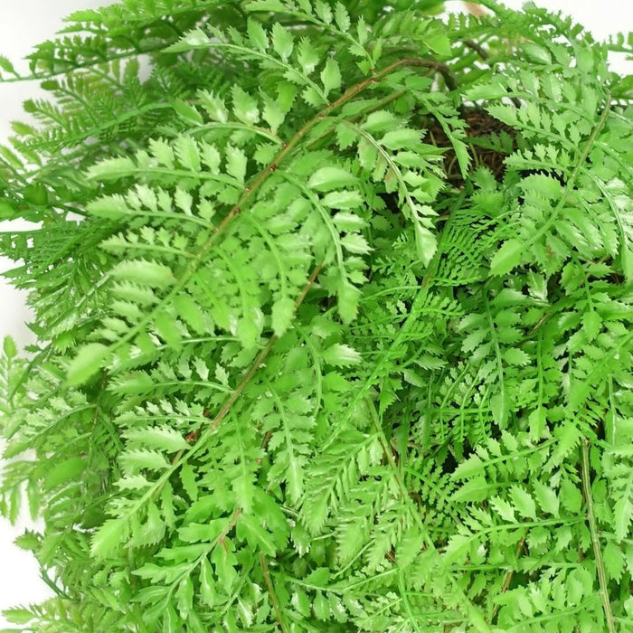 Extra Large 110cm Artificial Hanging Fern Ball - High-Quality Décor