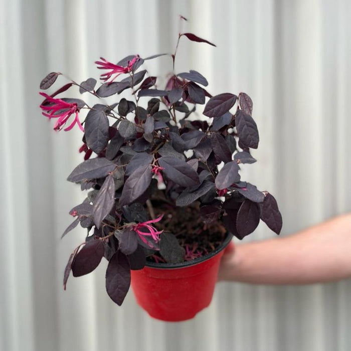 Loropetalum Chinese Fire Dance 9cm