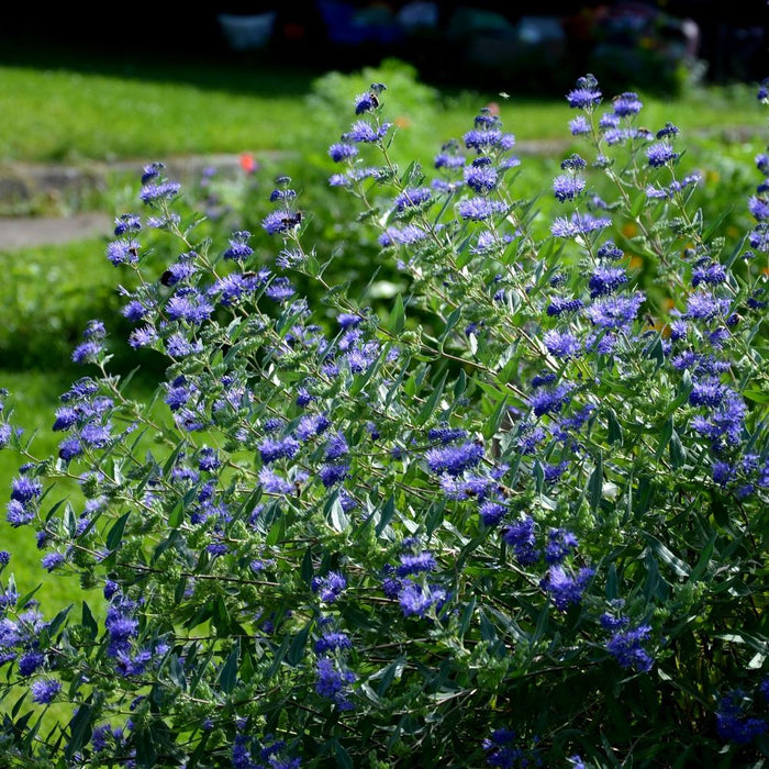 Caryopteris 'Heavenly Blue' 2L