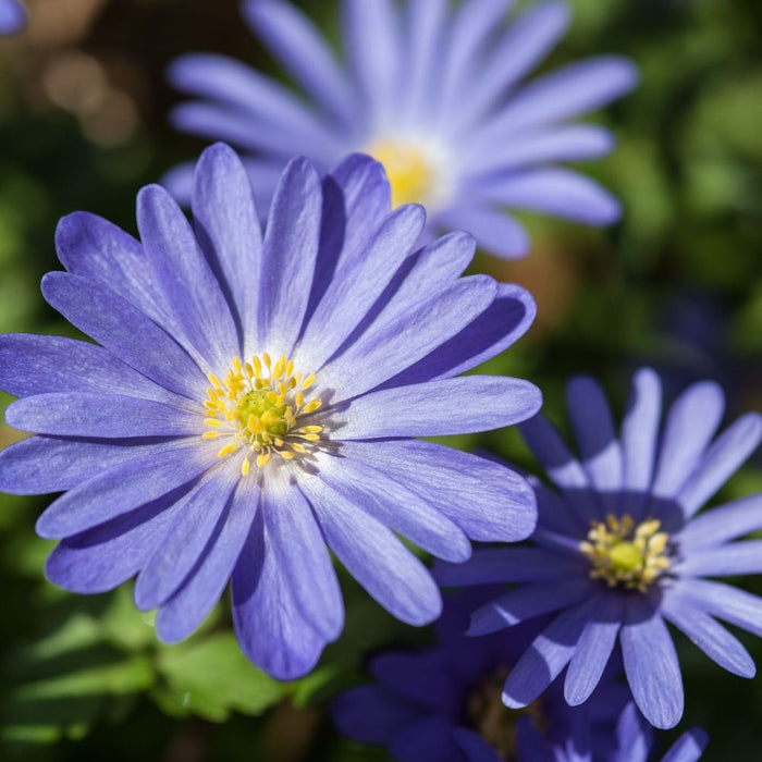 Anemone 'Blanda Blue Shades' (12 Bulbs)