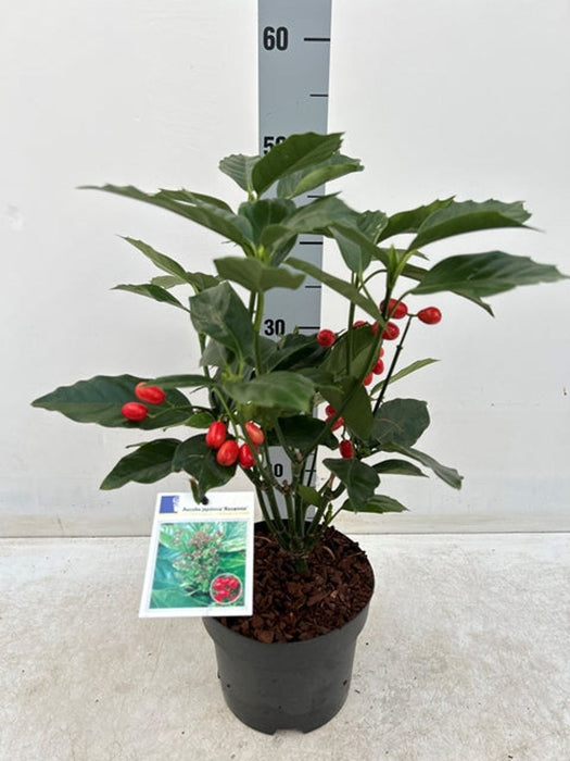 Aucuba japonica 'Rozannie' 2L