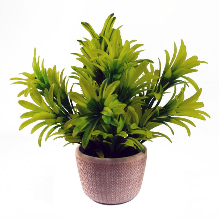 22cm Foliage Honey Plant: Realistic & Vibrant Green in Terracotta Pot