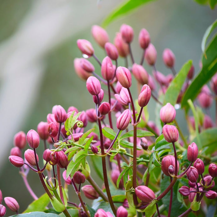 Clematis armandii - Hendersonii Rubra (Evergreen)