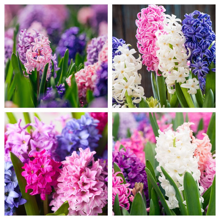 Hyacinth Mixed (3 Bulbs)