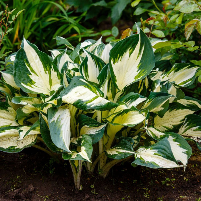 Hosta 'Fire and Ice' 9cm