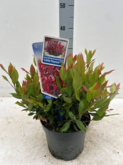 https://images.avasam.com/?url=https://avasamnew.s3.amazonaws.com/live//Leucothoe_Little_Flames.jpg&w=500