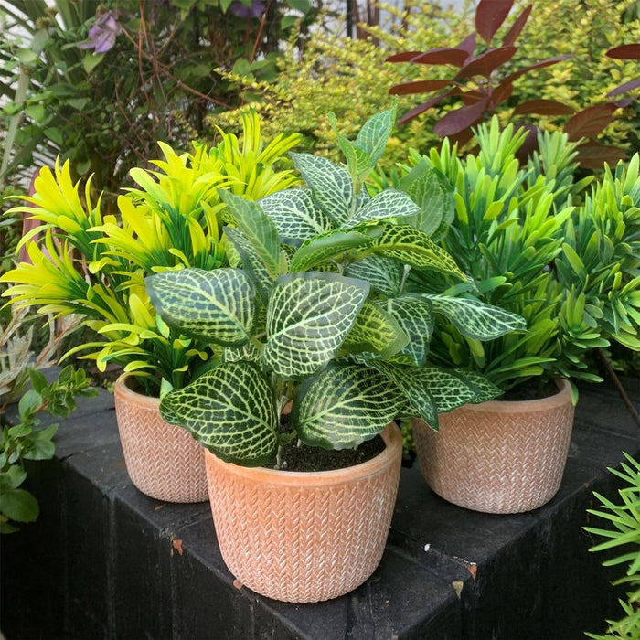 Premium 22cm Honey Plant - Dark Green in Terracotta Pot