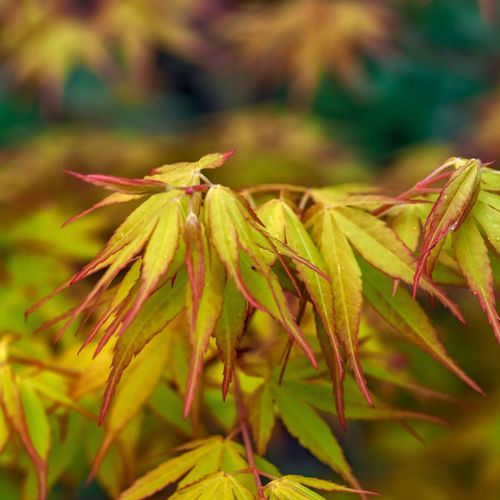Acer palmatum 'Katsura' 3L