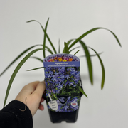 https://images.avasam.com/?url=https://avasamnew.s3.amazonaws.com/product/GB010245/S0671650470/3.png&w=500