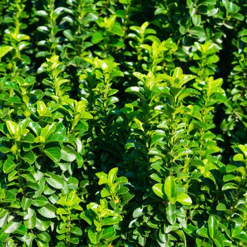 Euonymus japonicus 'Jean Hugues' 9cm