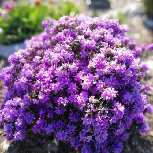 Rhododendron 'Azurika' 1L