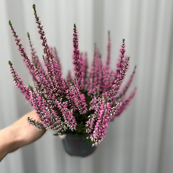 Calluna Heather Pink (9cm Pot)