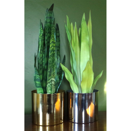 70cm Artificial Sansevieria Zeylanica Plant
